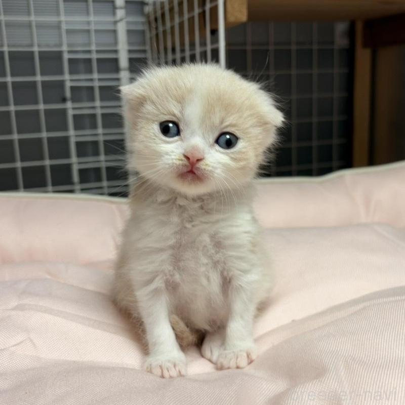 販売中の香川県のスコティッシュフォールド(折れ耳)-136534の5枚目