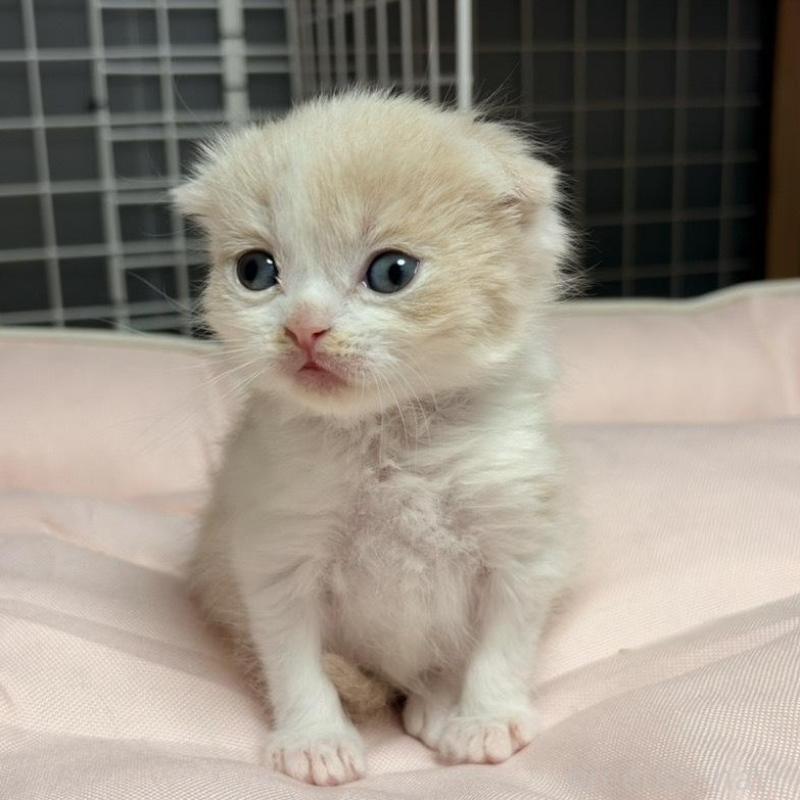 販売中の香川県のスコティッシュフォールド(折れ耳)-136534の4枚目