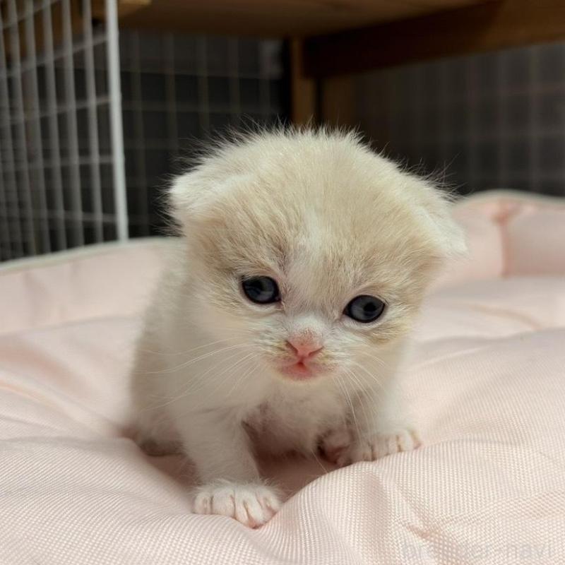 販売中の香川県のスコティッシュフォールド(折れ耳)-136534の3枚目