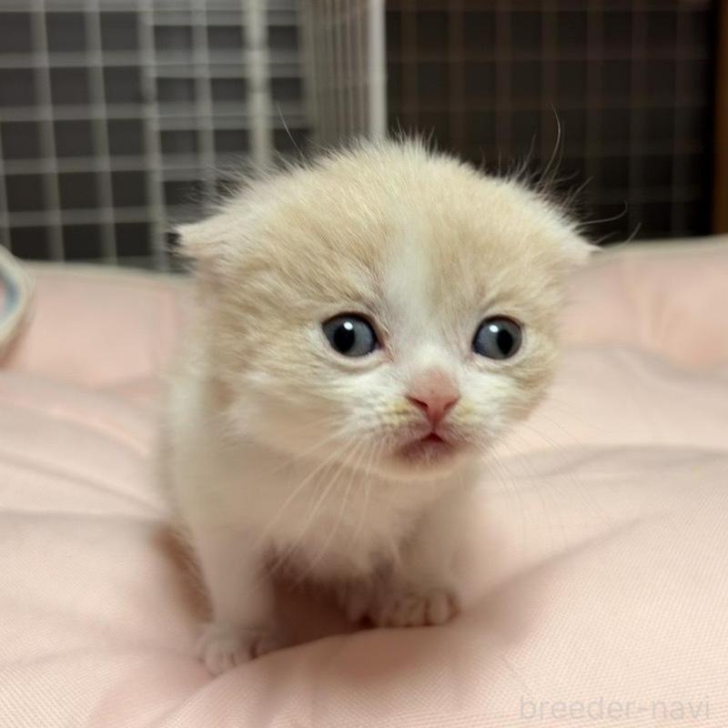 販売中の香川県のスコティッシュフォールド(折れ耳)-136534の2枚目