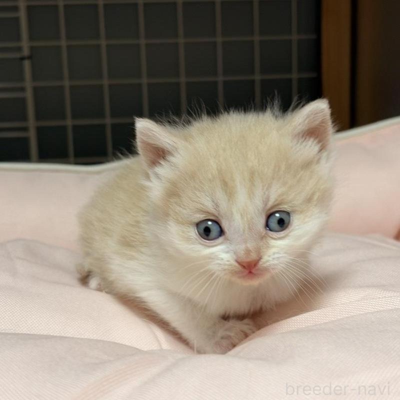 販売中の香川県のスコティッシュフォールド-136535の6枚目