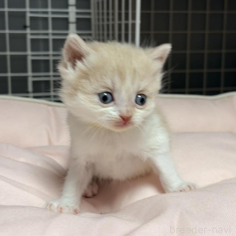 販売中の香川県のスコティッシュフォールド-136535の5枚目