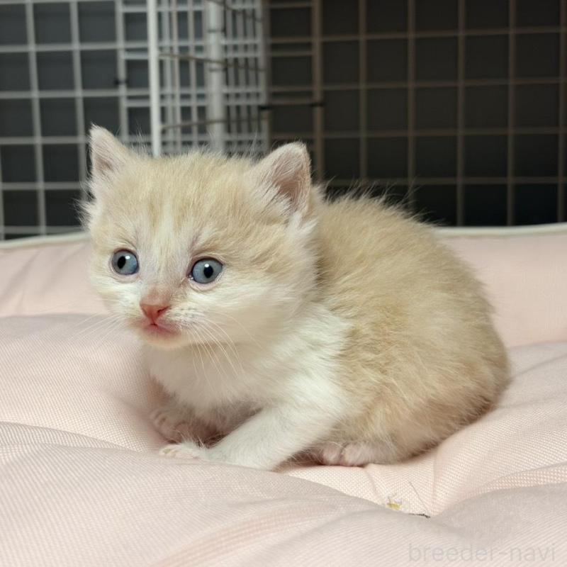 販売中の香川県のスコティッシュフォールド-136535の4枚目