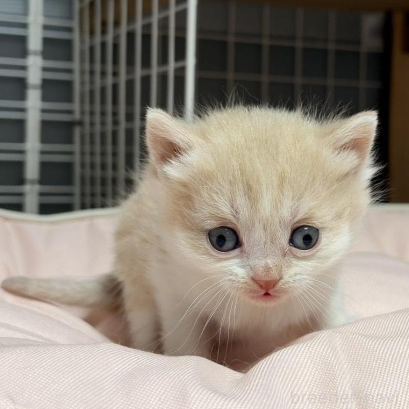 販売中の香川県のスコティッシュフォールド-136535の3枚目