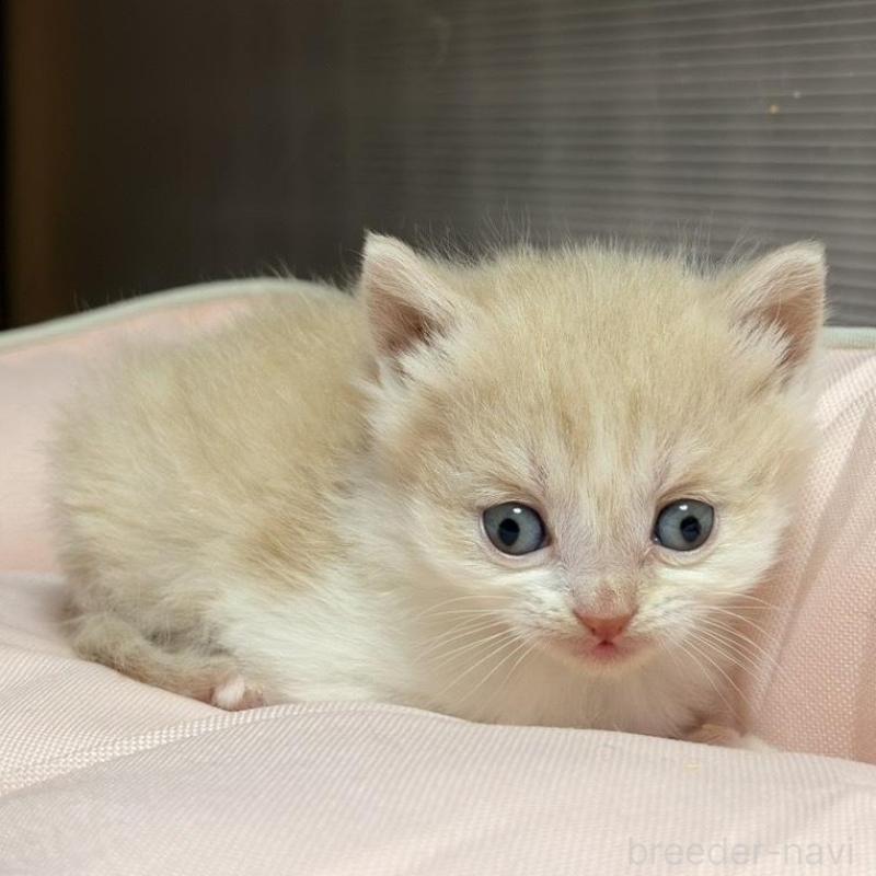 販売中の香川県のスコティッシュフォールド-136535の2枚目