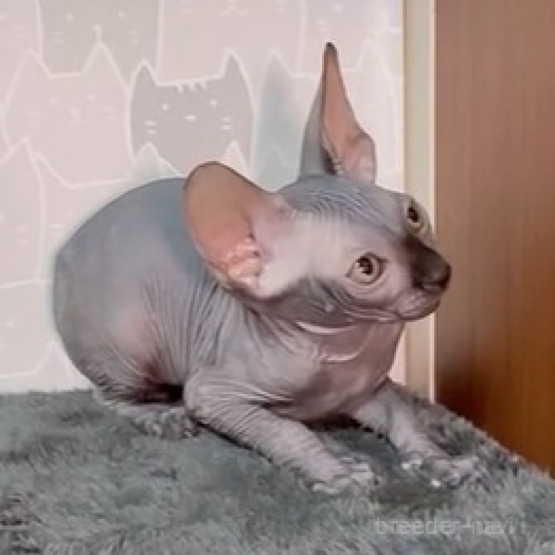 販売中の埼玉県のスフィンクス-136536の2枚目