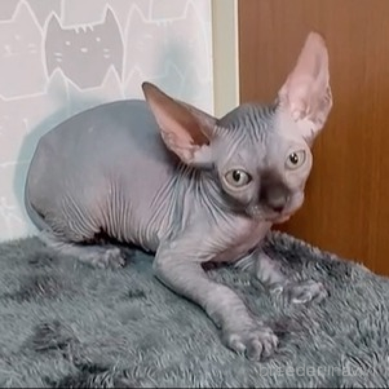 販売中の埼玉県のスフィンクス-136536の1枚目