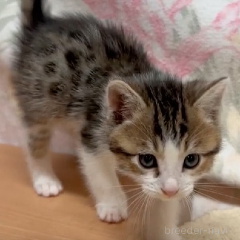 販売中の埼玉県のジェネッタ-136537の2枚目