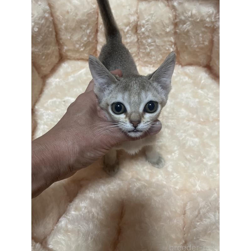 販売中の愛知県のシンガプーラ-136529の5枚目