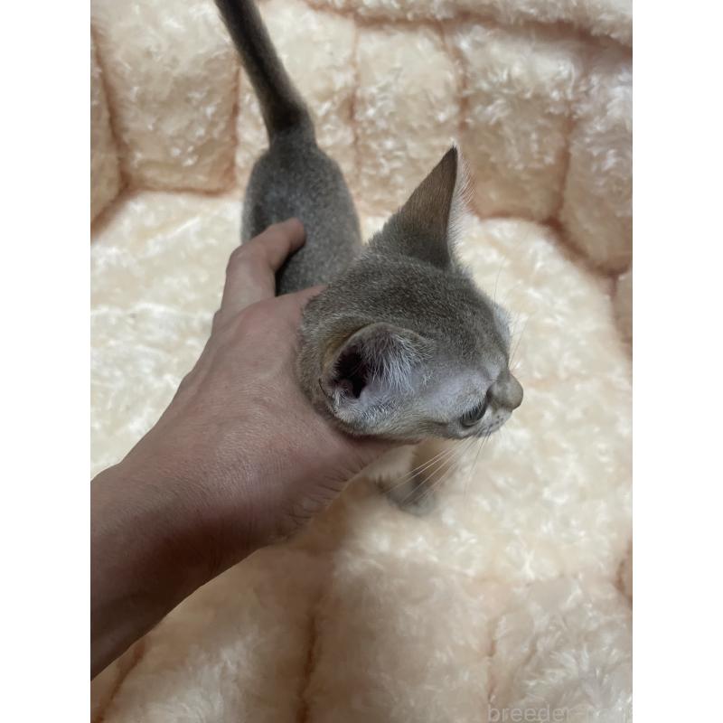 販売中の愛知県のシンガプーラ-136529の3枚目