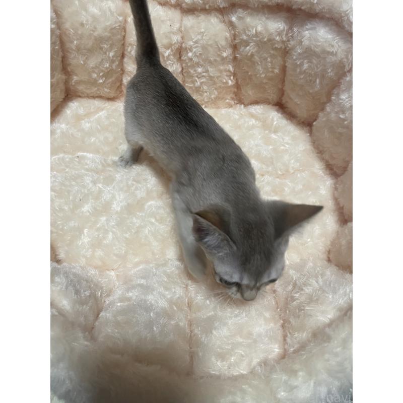 販売中の愛知県のシンガプーラ-136529の2枚目