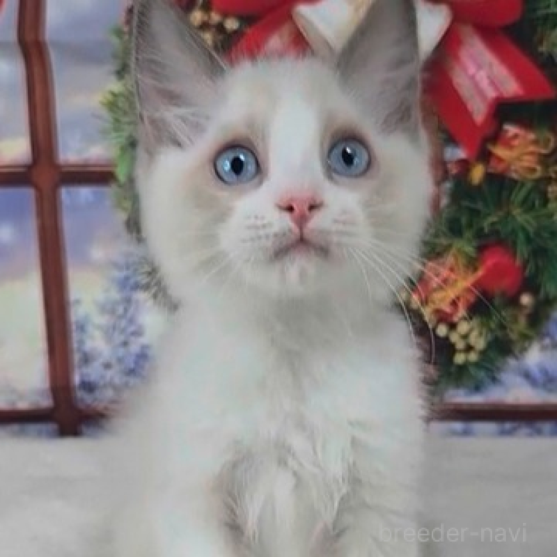 販売中の奈良県のラグドール-136538の2枚目