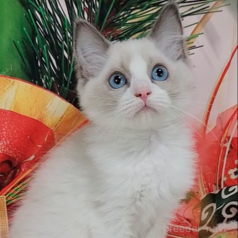 販売中の奈良県のラグドール-136539