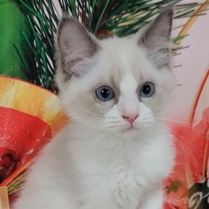 販売中の奈良県のラグドール-136539の2枚目