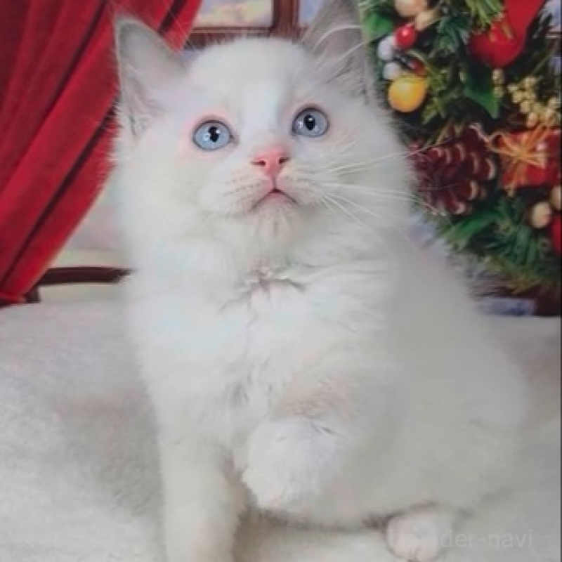 販売中の奈良県のラグドール-136540の1枚目