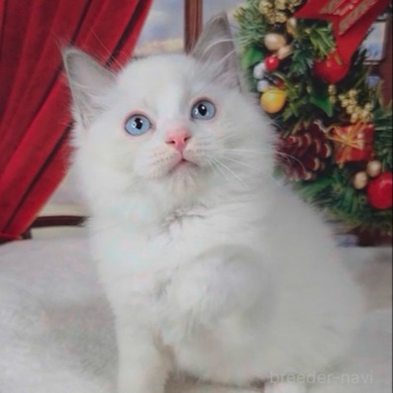 販売中の奈良県のラグドール-136540の2枚目