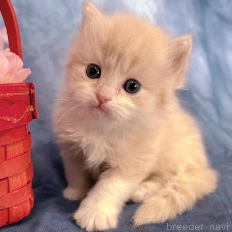 販売中の千葉県のサイベリアン-136541の8枚目