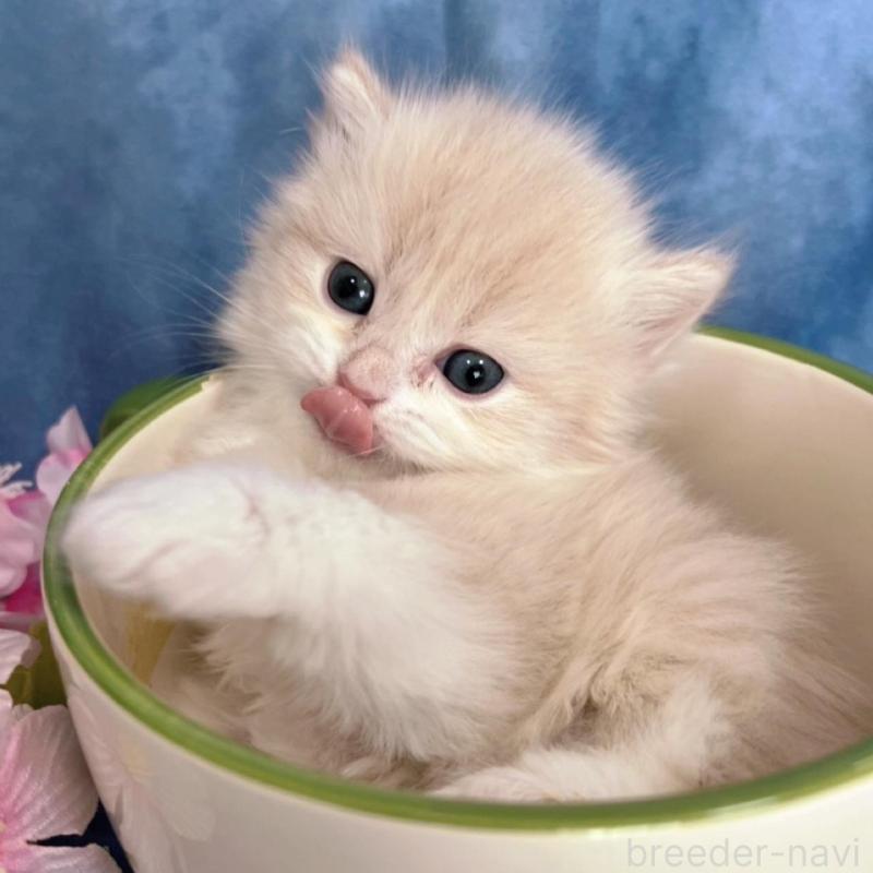 販売中の千葉県のサイベリアン-136541の7枚目