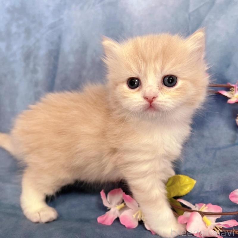 販売中の千葉県のサイベリアン-136541の6枚目