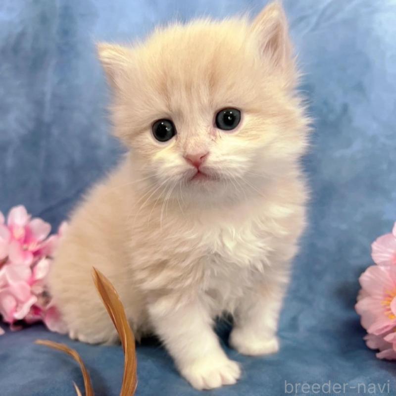 販売中の千葉県のサイベリアン-136541の5枚目