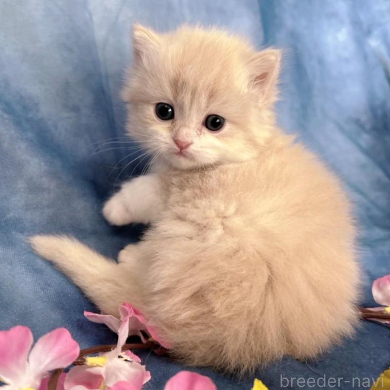 販売中の千葉県のサイベリアン-136541の4枚目