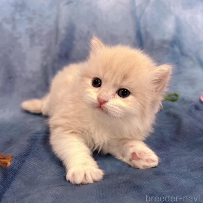 販売中の千葉県のサイベリアン-136541の3枚目