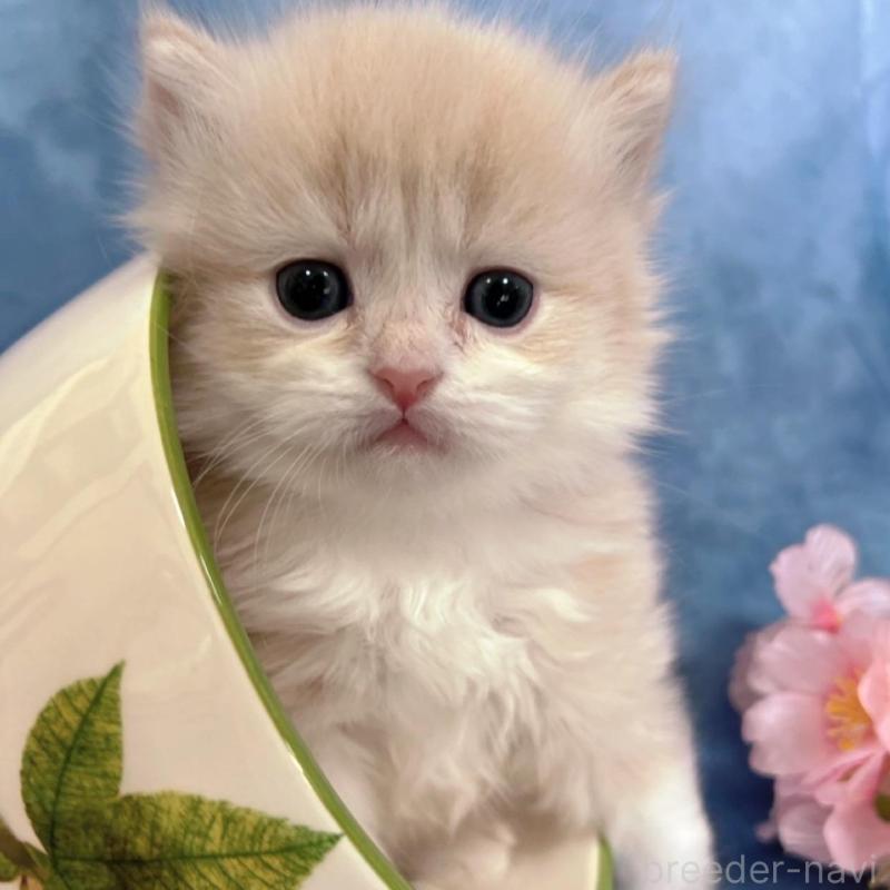 販売中の千葉県のサイベリアン-136541の2枚目