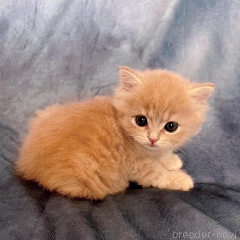 販売中の千葉県のミヌエット-136542の8枚目