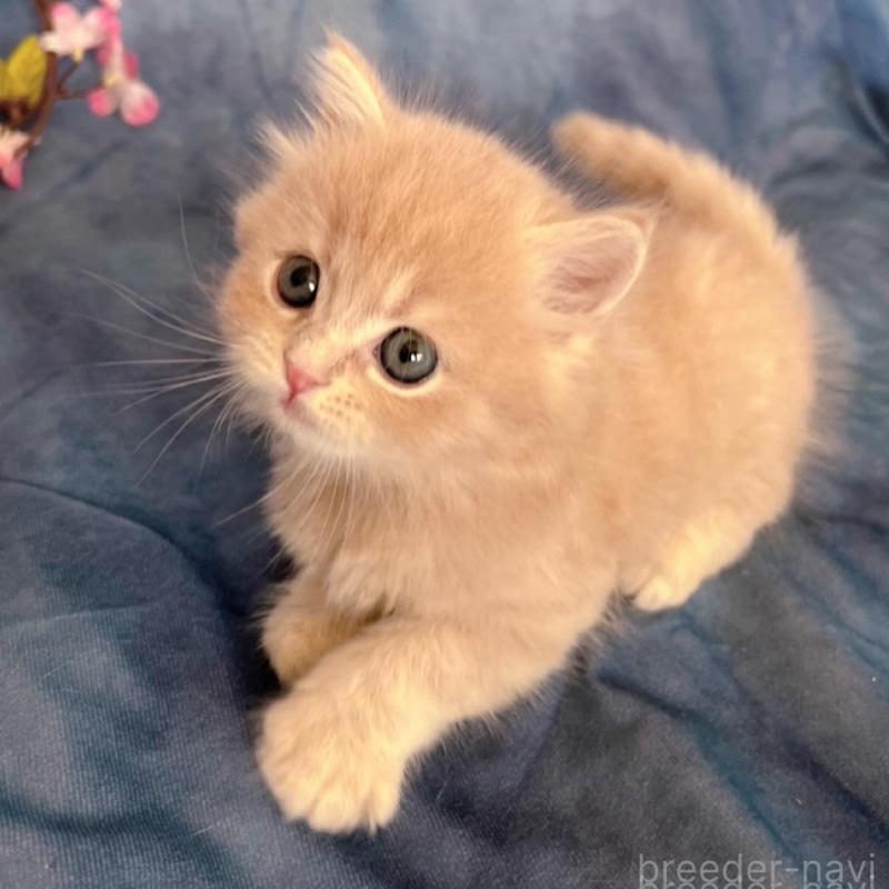 販売中の千葉県のミヌエット-136542の7枚目