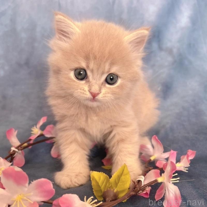 販売中の千葉県のミヌエット-136542の6枚目