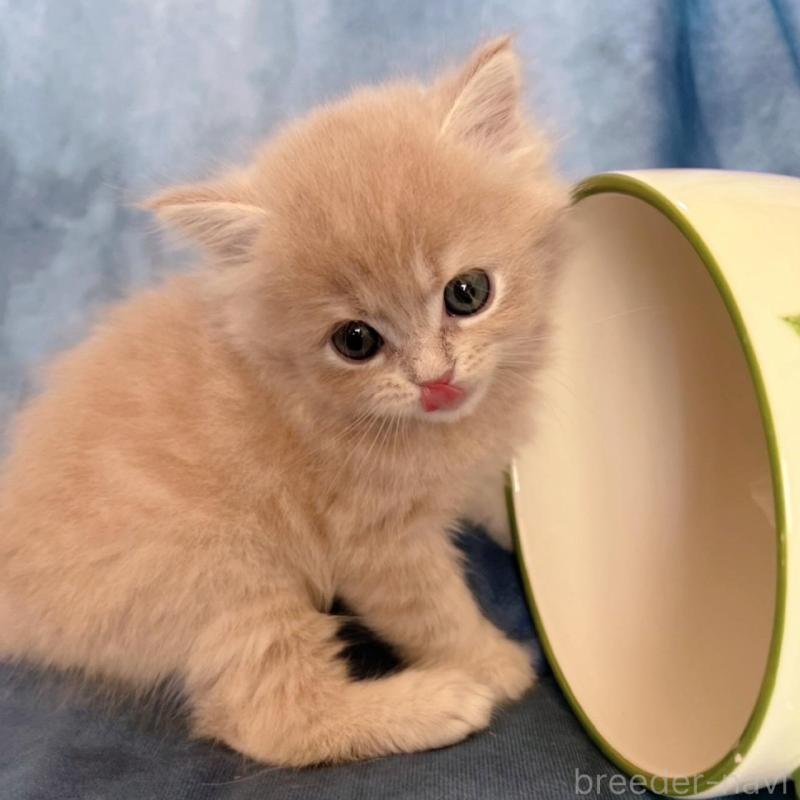 販売中の千葉県のミヌエット-136542の5枚目