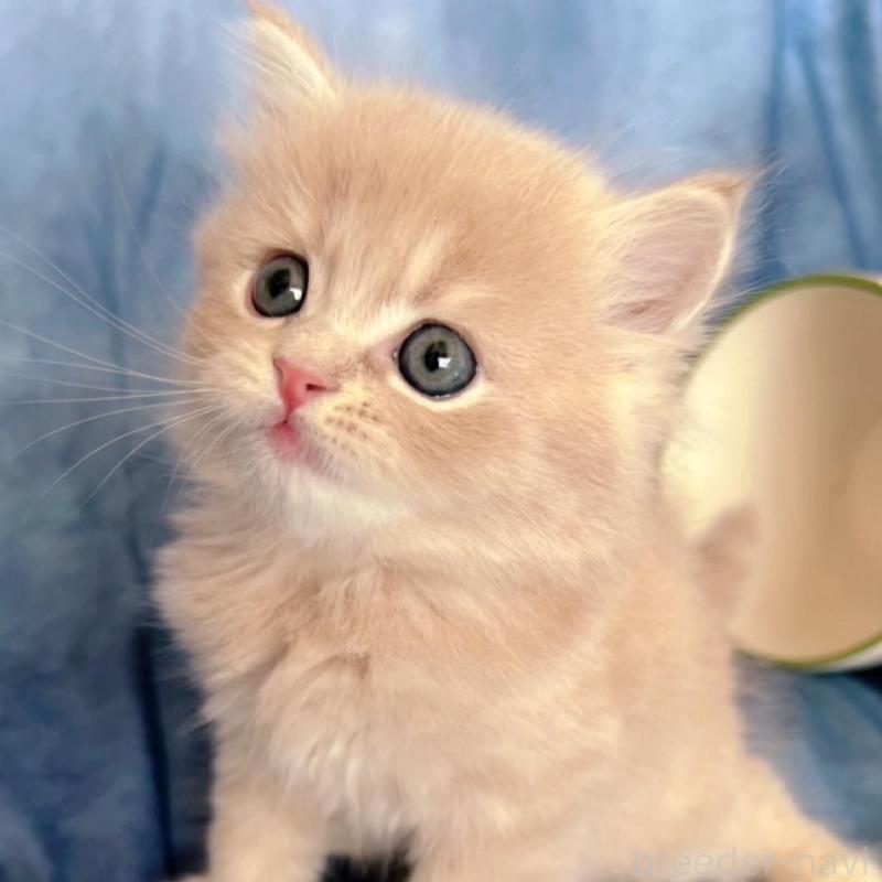 販売中の千葉県のミヌエット-136542