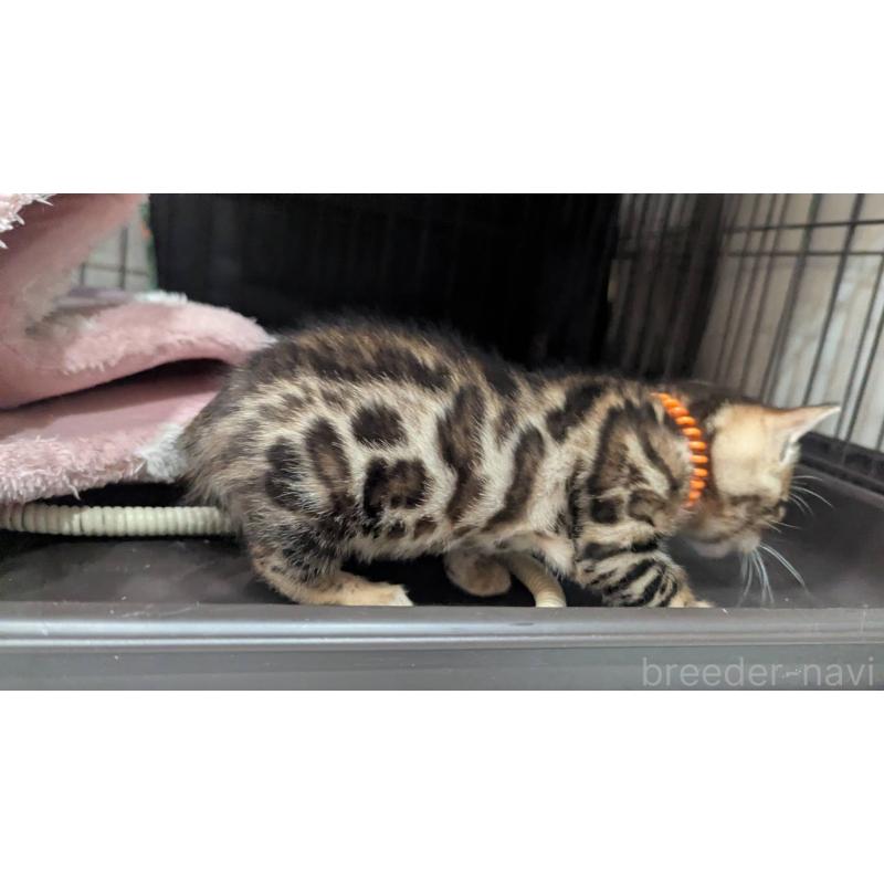 販売中の静岡県のベンガル-136543の6枚目