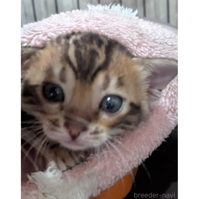 販売中の静岡県のベンガル-136543の5枚目