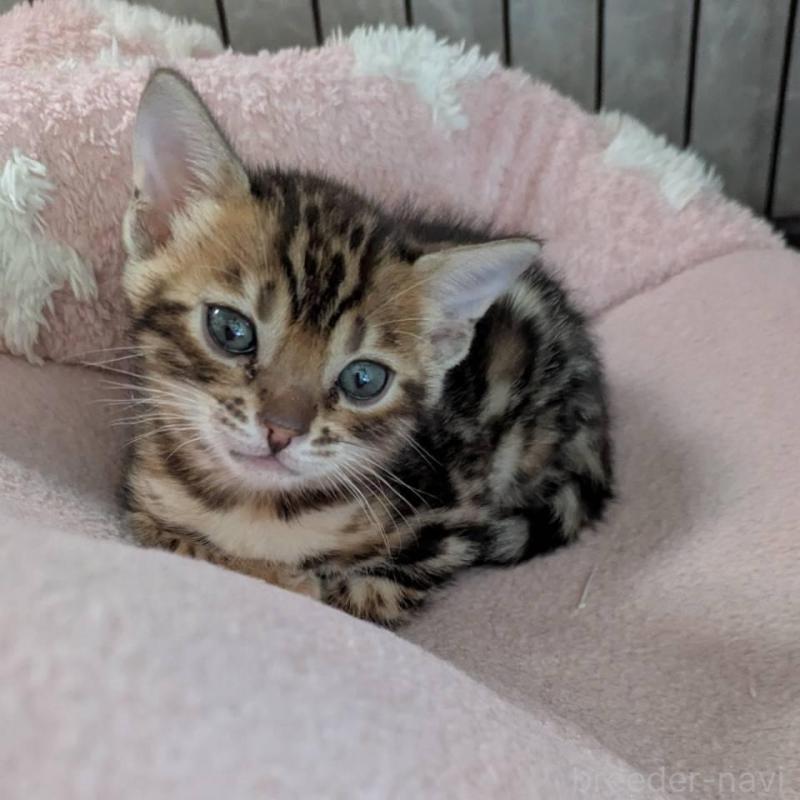 販売中の静岡県のベンガル-136543