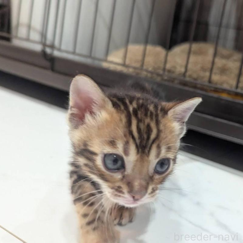 販売中の静岡県のベンガル-136543の4枚目