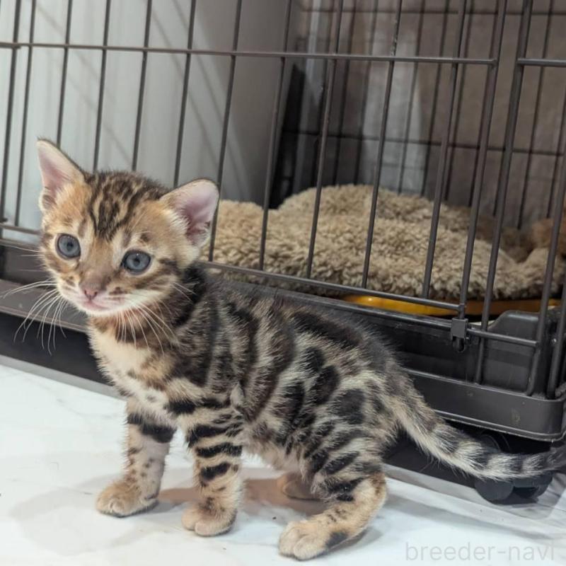 販売中の静岡県のベンガル-136543の3枚目