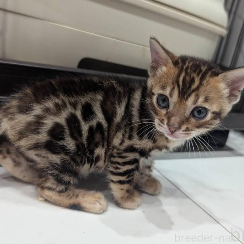 販売中の静岡県のベンガル-136543の2枚目