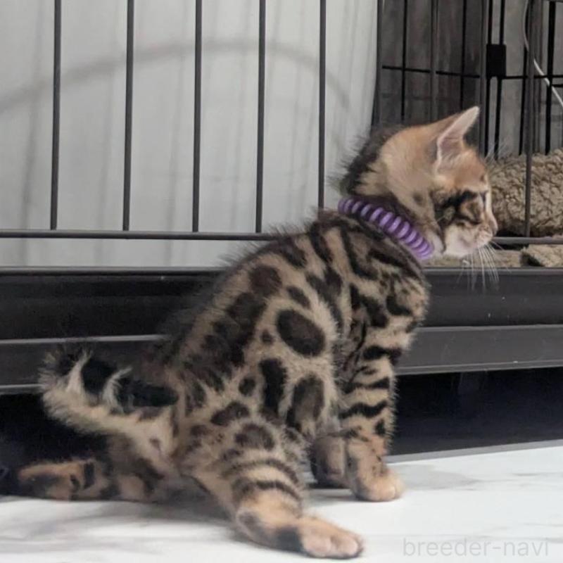 販売中の静岡県のベンガル-136544の8枚目