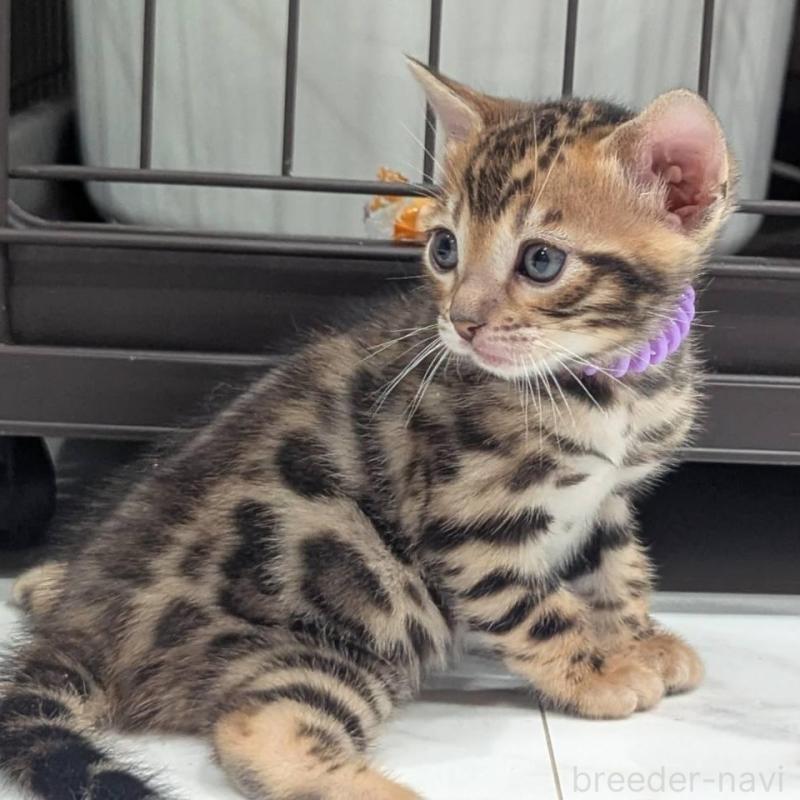 販売中の静岡県のベンガル-136544の6枚目