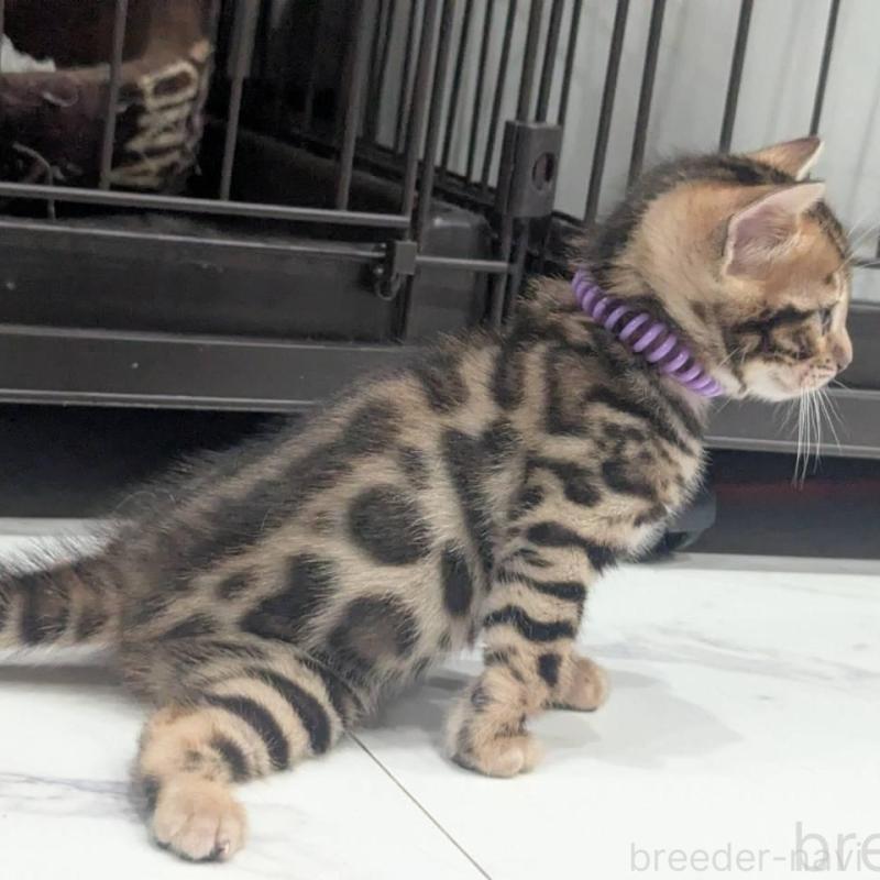 販売中の静岡県のベンガル-136544の5枚目