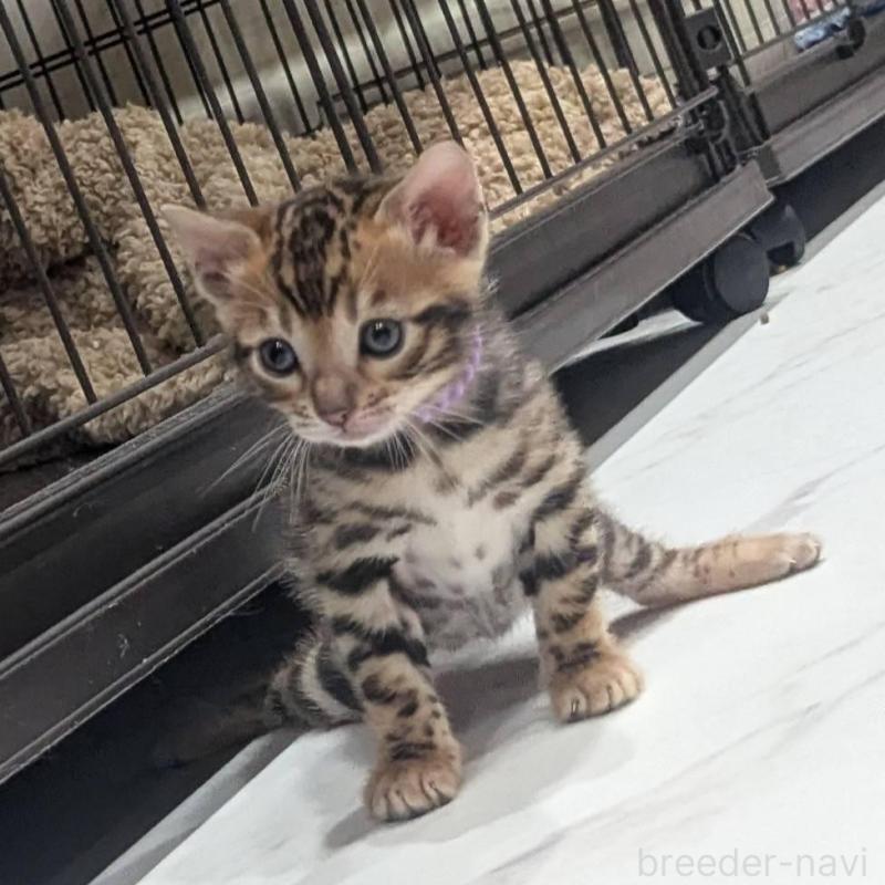 販売中の静岡県のベンガル-136544の4枚目