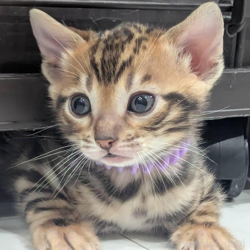 販売中の静岡県のベンガル-136544