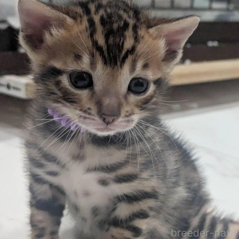 販売中の静岡県のベンガル-136544の3枚目