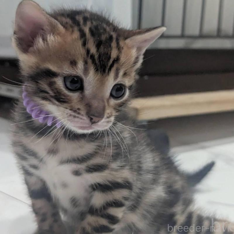 販売中の静岡県のベンガル-136544の2枚目