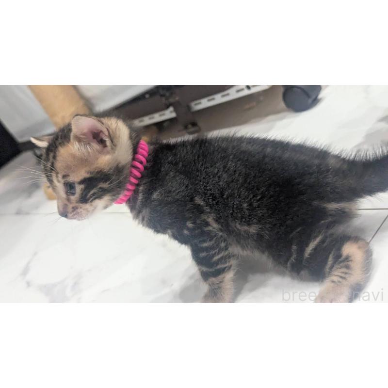 販売中の静岡県のベンガル-136546の6枚目