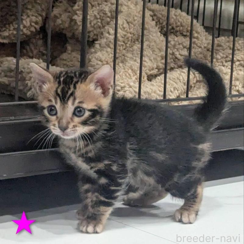 販売中の静岡県のベンガル-136546の5枚目