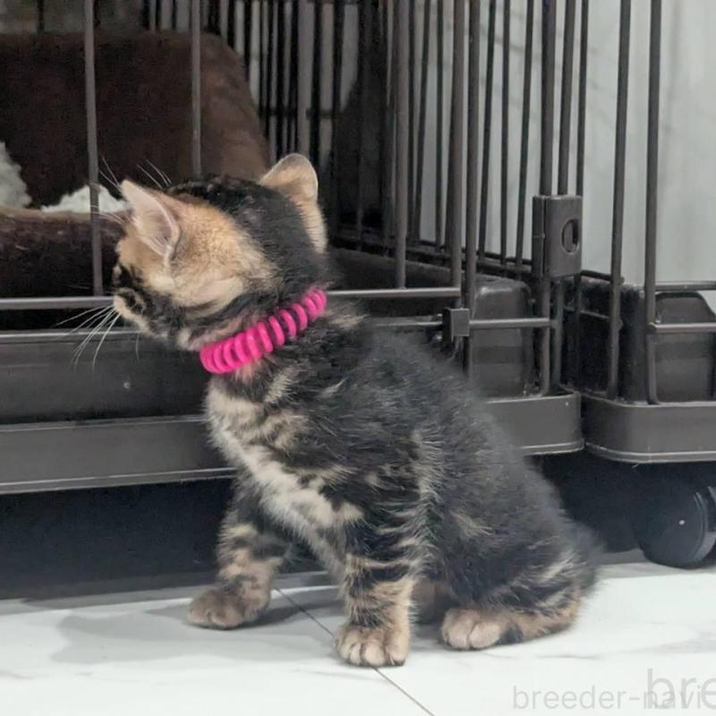 販売中の静岡県のベンガル-136546の4枚目