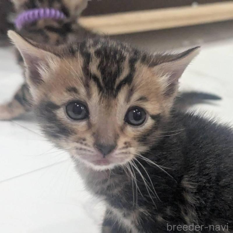 販売中の静岡県のベンガル-136546の3枚目