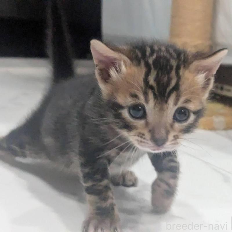 販売中の静岡県のベンガル-136546の2枚目